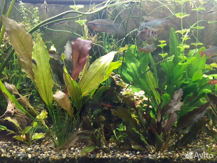 Эхинодорусы подрощенные и ещё.много.чего