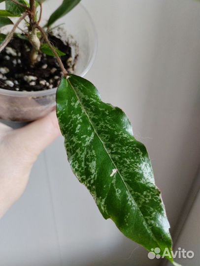 Гибискус Купера