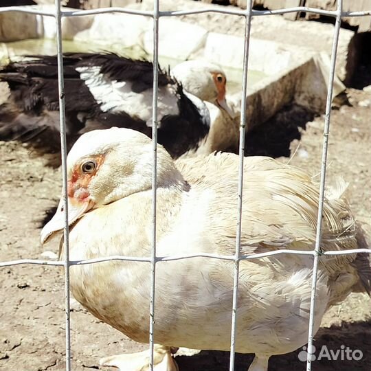 Семья индоуток