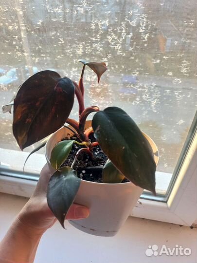 Филодендрон розовая принцесса