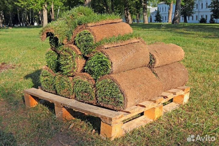 Омский газон