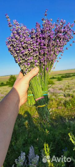 Лаванда пучками