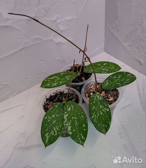 Хойя новинка sp Hon Thom splash