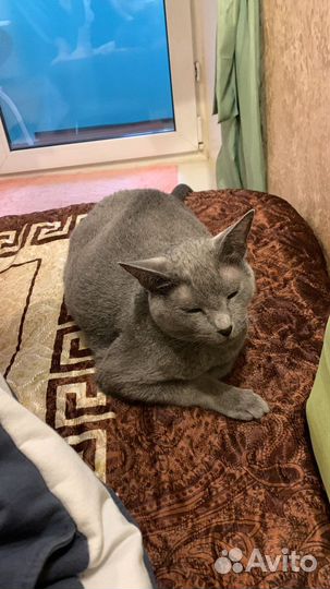 Вязка кошки,русская голубая