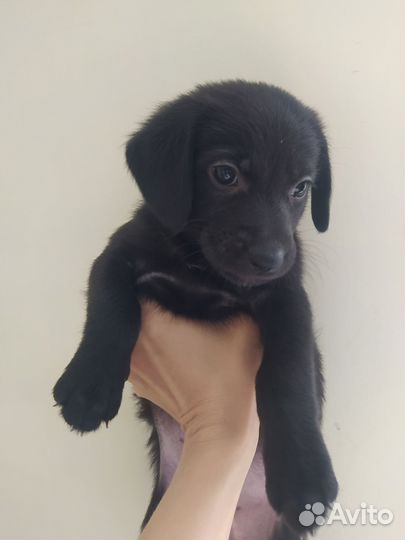 Щенки таксы