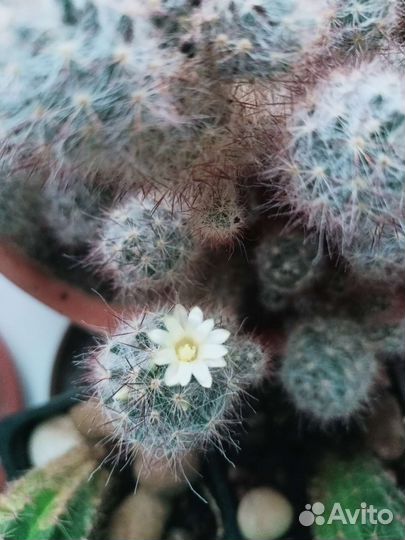 Кактусы разные сорта