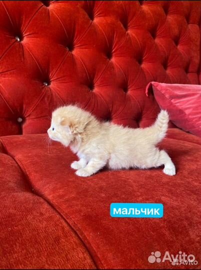 Вислоухие котята