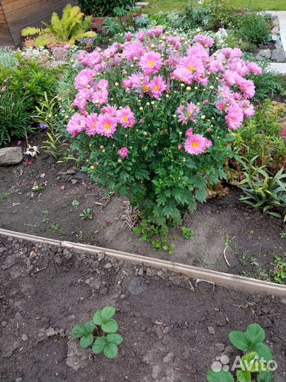 Хризантема многолетняя корейская зимующая