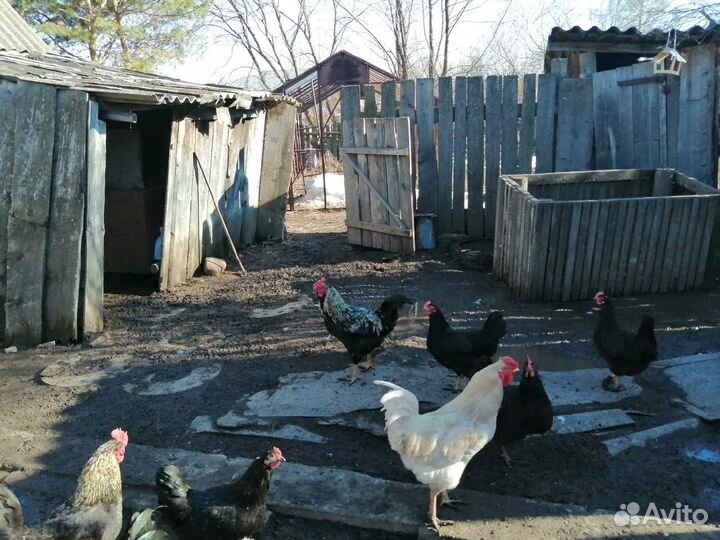 Петушки деревенские, 10 мес