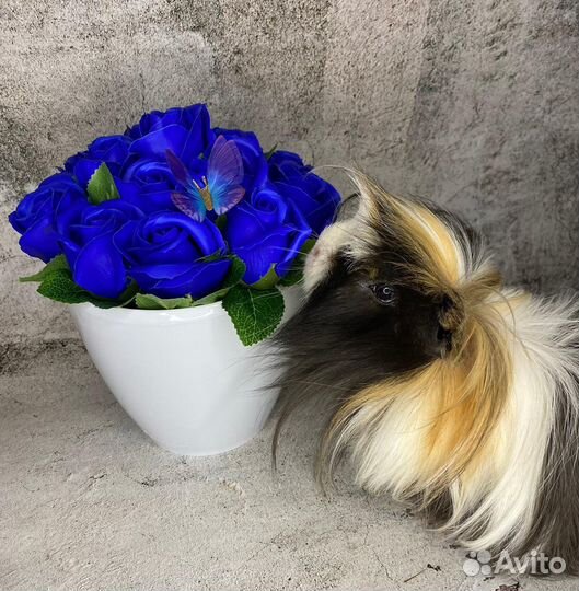 Морские свинки