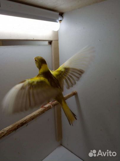 Кенара и канарейки