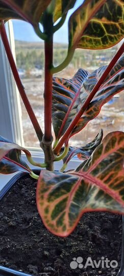 Кротон экселент