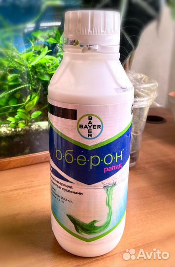 Оберон рапид