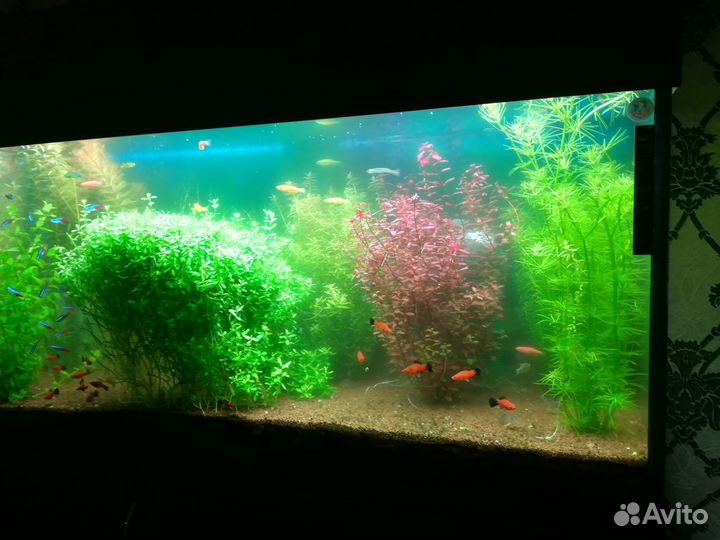Аквариум целое хозяйство