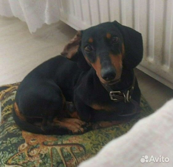 Вязка таксы(мальчик)