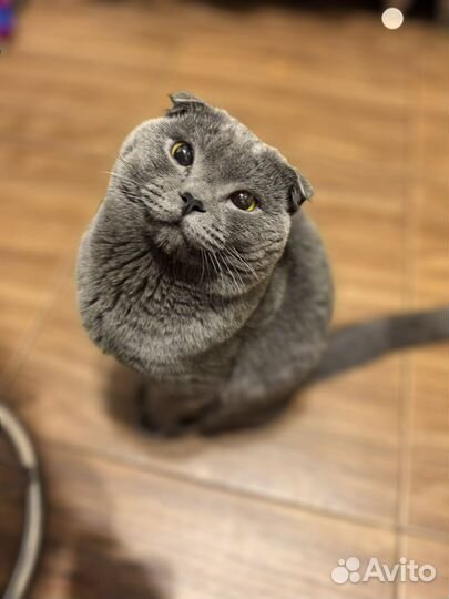 Вязка с шотландцем