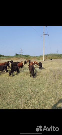 Бычки телки