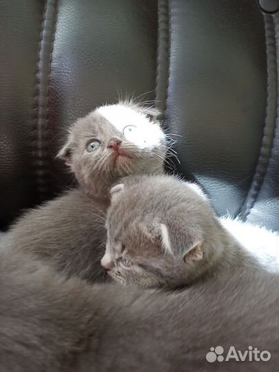 Шотландские вислоухие котята