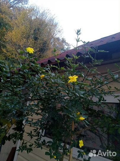 Жасмин голоцветковый