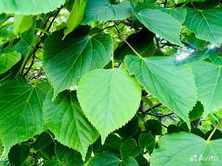 Лист лещины,клена,липы,груши,винограда