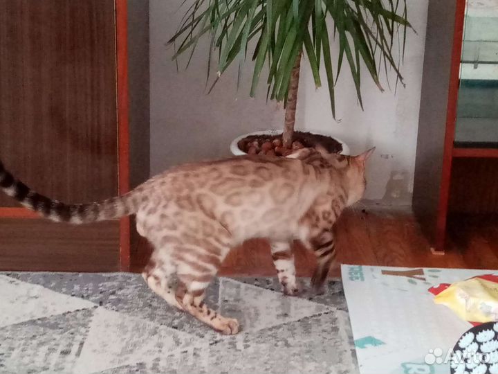 Бенгальский кот