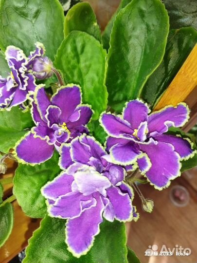 Фиалки более 200 сортов
