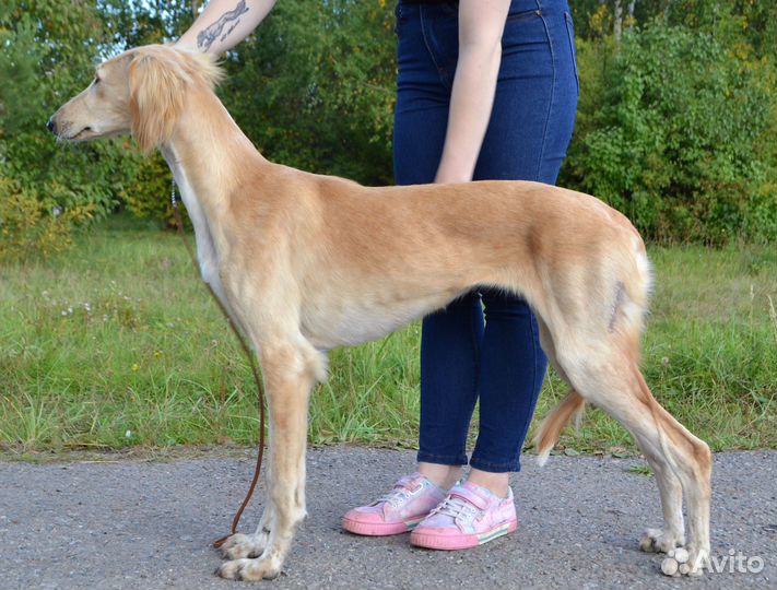 Салюки девочка