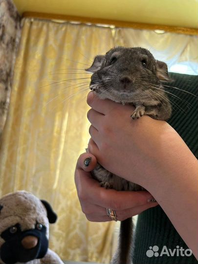 Клетка для шиншиллы