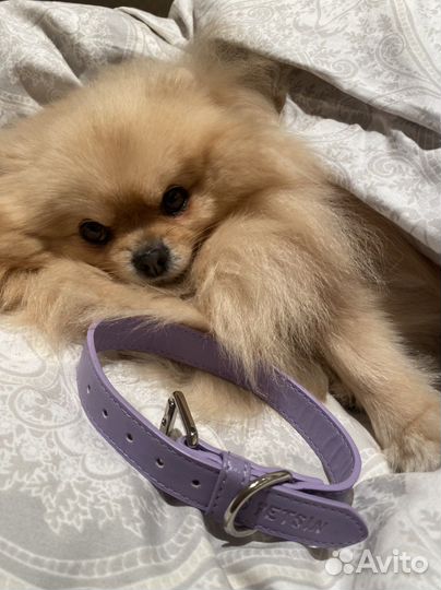 Ошейник для собак