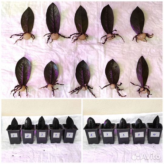 Замиокулькас сортовой