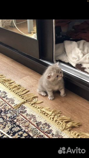 Шотландские котята