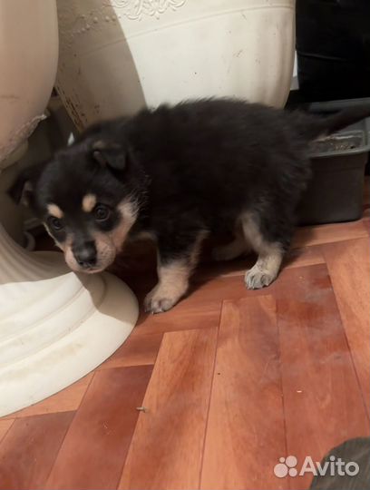 Щенок в добрые руки бесплатно