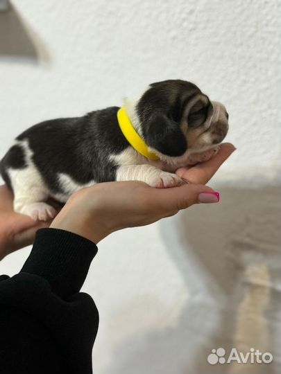 Щенки бигль