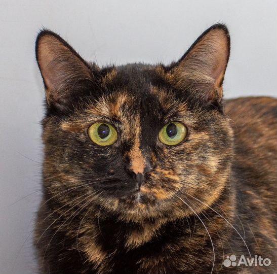 Кошечка в добрые ручки