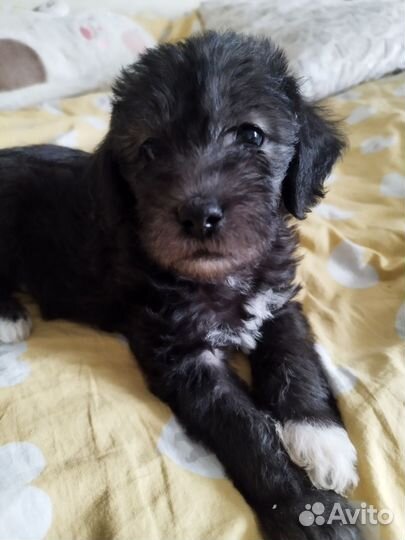 Щенок 1 мес мальчик