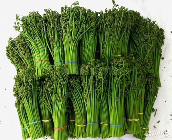 Папоротник свежий