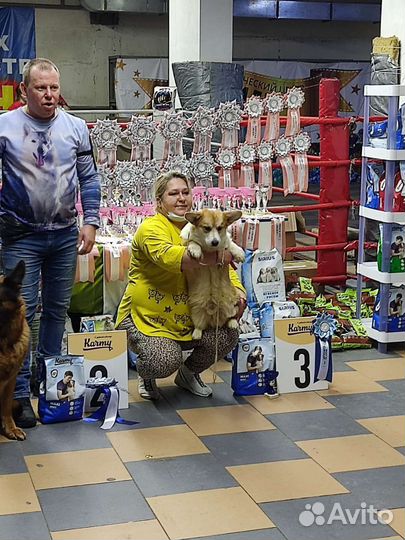 Вельш корги пемброк