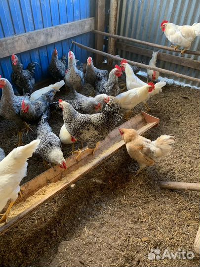 Молодые петухи