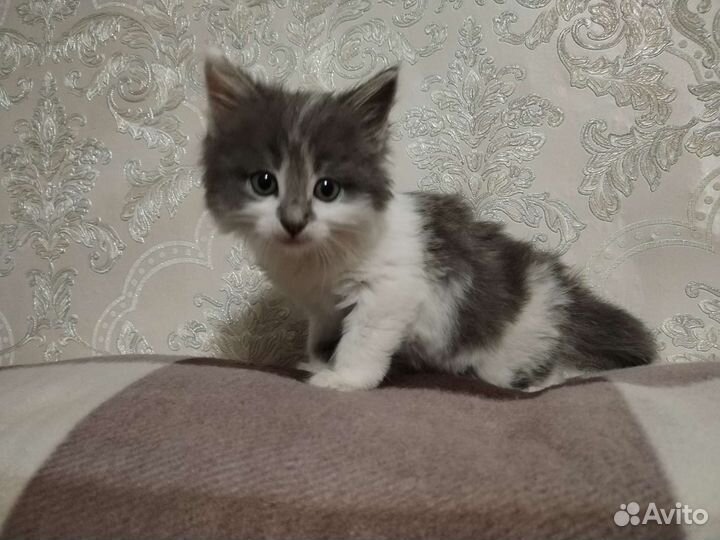 Кошки в добрые руки бесплатно