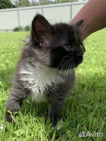 Котята отдам в добрые руки бесплатно