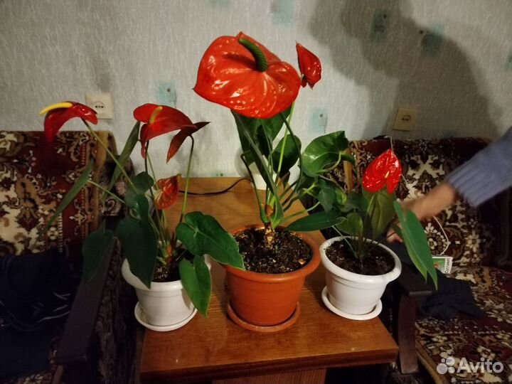 Цветы комнатные Антуриум