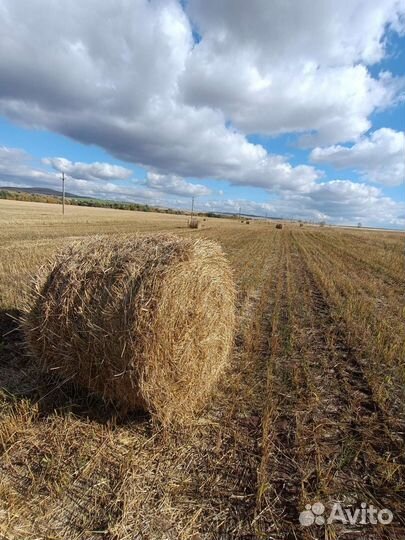 Солома суданки