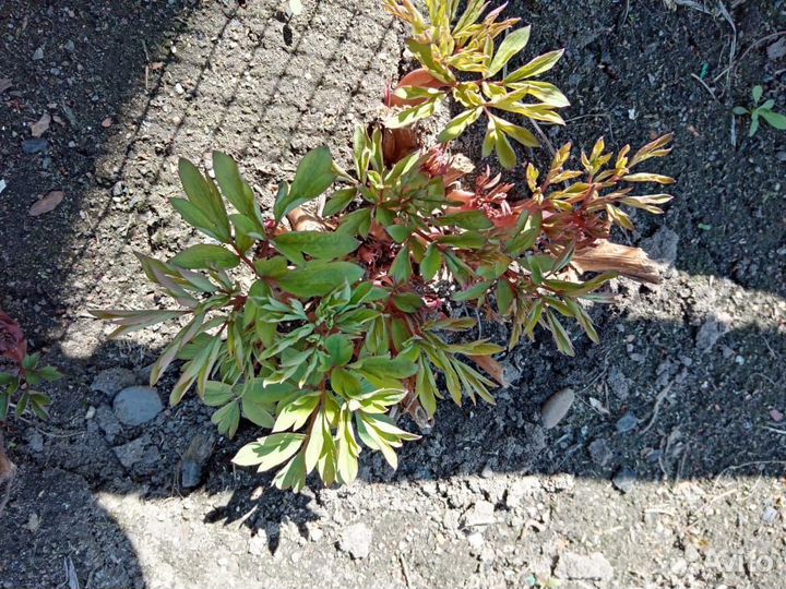 Разбитое сердце