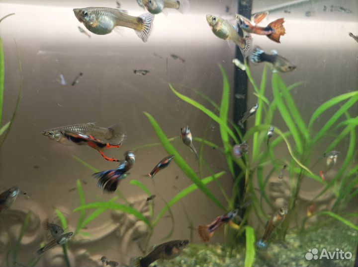 Аквариумные рыбки гуппи