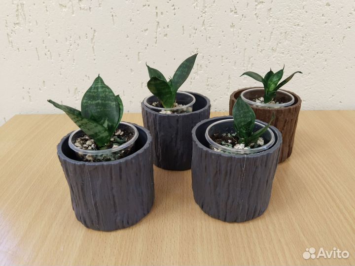 Сансевиерия ханни