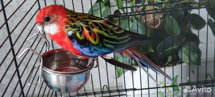Попугай розелла