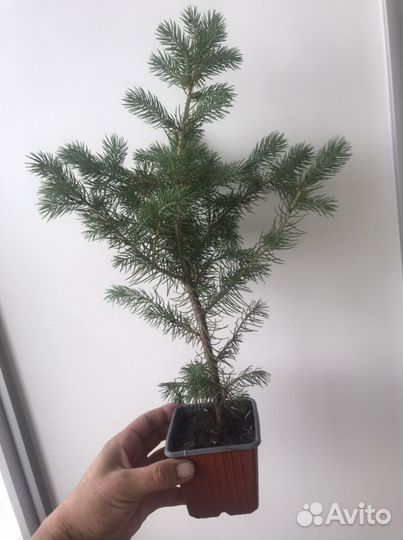 Продам саженцы ели голубой