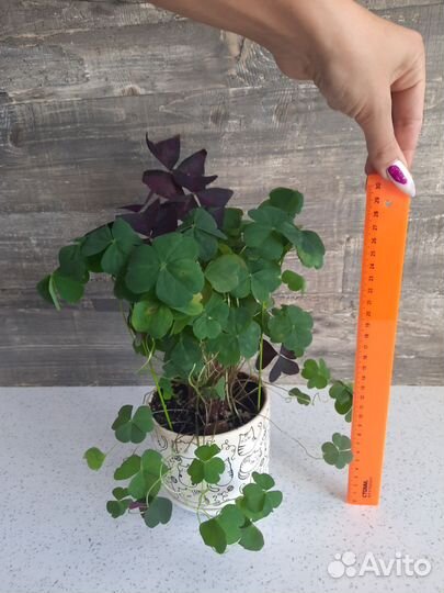 Маранта, гинура, кислица оксалис