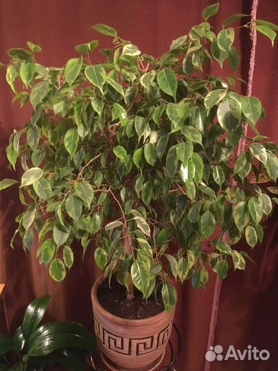 Фикус Бенджамина