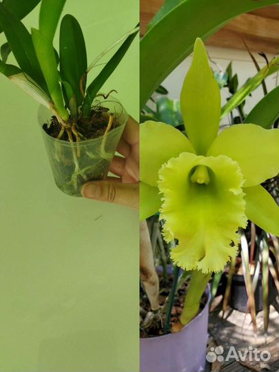 Орхидеи каттлеи